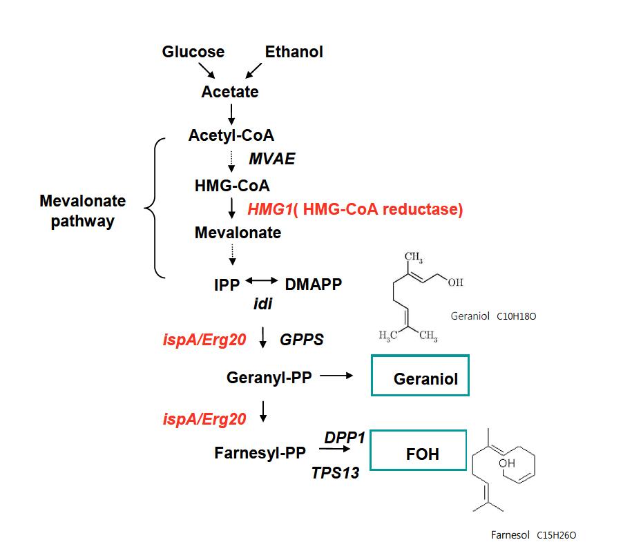 S. cerevisiae의 mevalonate pathway에 의한 이소프레놀 생합성 경로