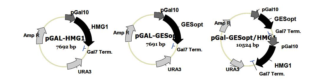 GAL10 promoter를 이용한 geraniol 생합성 유전자의 재조합 발현 벡터