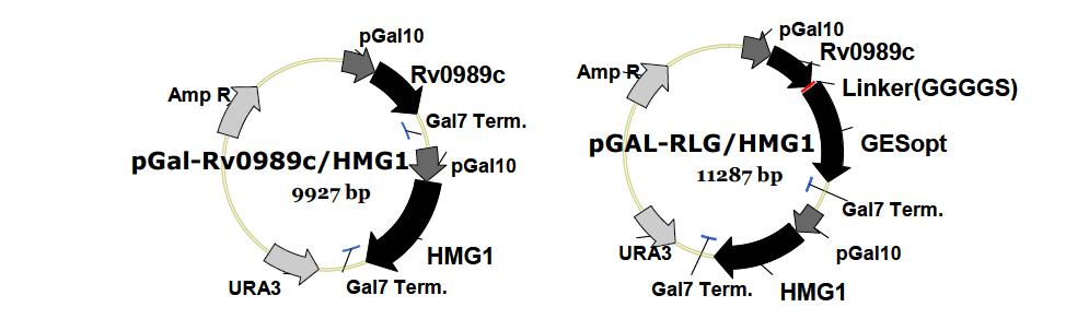 Geraniol 생합성 유전자의 재조합 발현 벡터