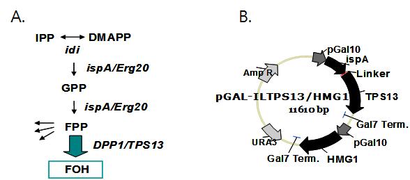 IspA-TPS13 융합단백질 발현 플라스미드