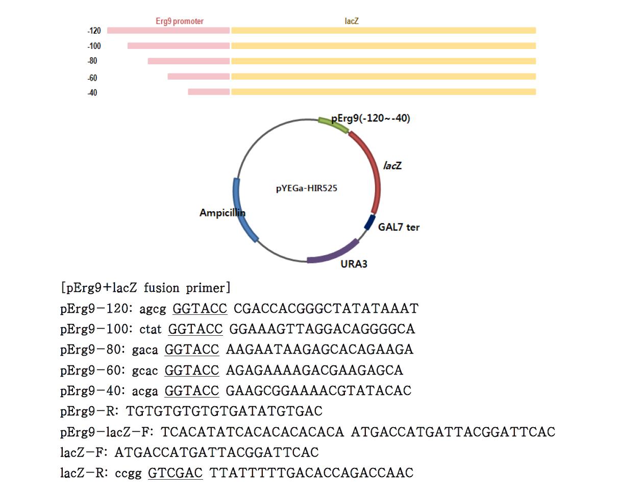 Erg9 유전자 프로모터 길이에 따른 활성을 평가하기 위한 reporter 플라스미드 의 모식도와 사용한 primer