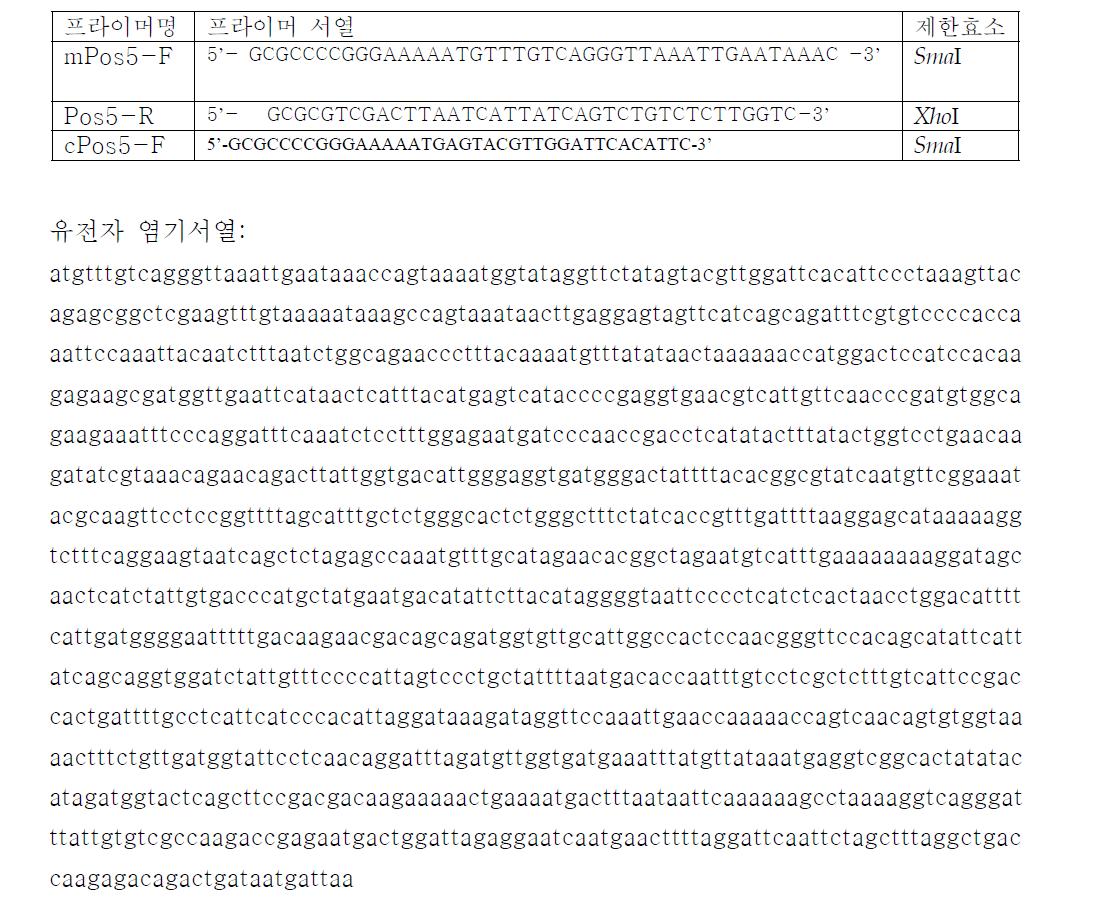 Pos5 유전자에 클로닝에 이용한 프라이머 서열 및 Pos5 유전자 염기서열