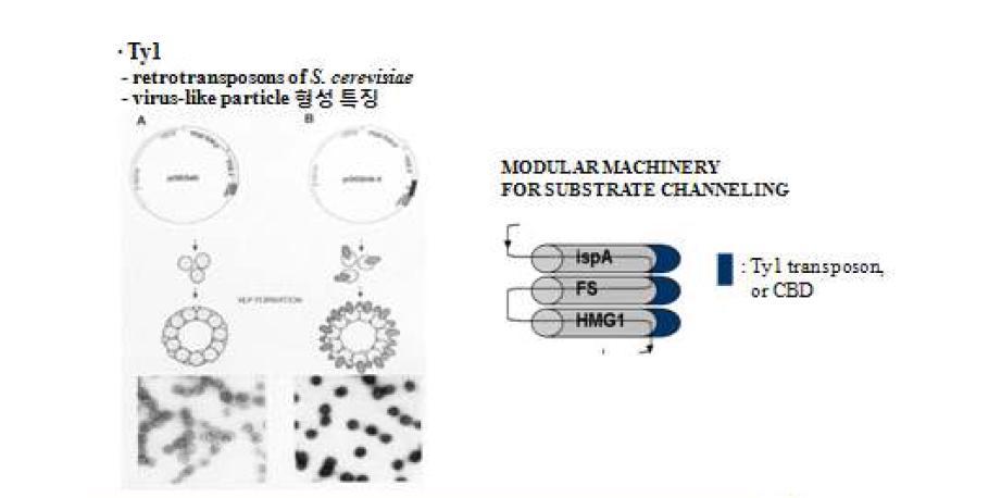 다수의 일련반응 효소의 substrate-channeling을 위한 구조적 집합체의 구축