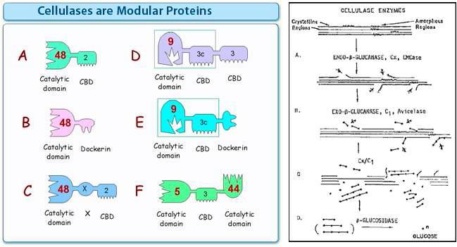 여러 가지 셀룰레이즈의 모듈성 및 섬유소 가수분해 과정
