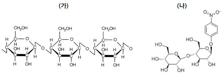 섬유소 기질의 기본 구조(가)와 4-니트로페닐-β-D-cellobiose 의 구조(나)