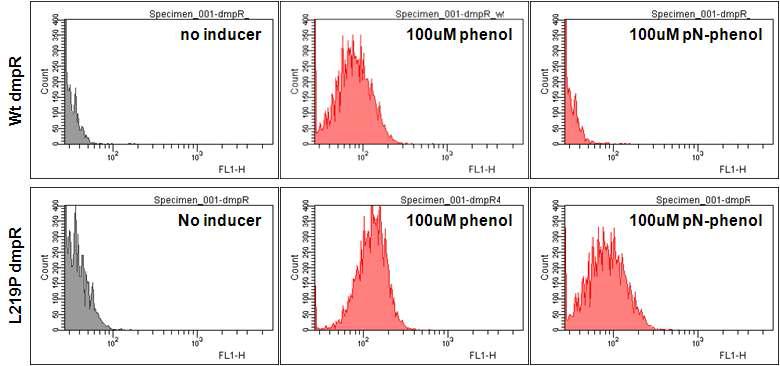 돌연변이형 L219P dmpR의 페놀 및 p-니트로페놀에 대한 감지능 분석