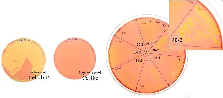 CMC plate에서 7종의 분리한 미생물의 섬유소 분해 활성 확인