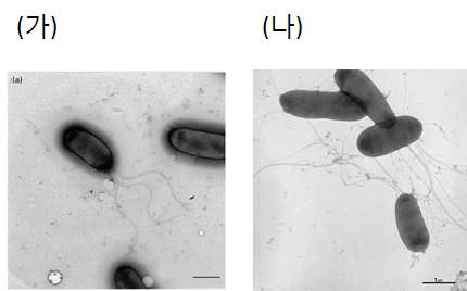 (가) Pseudomonas Koreensis Ps9-14T의 투과전자현미경 사진 (S.W. Kwon et al. 2003), (나) 본 연구에서 분리한 46-2 사진