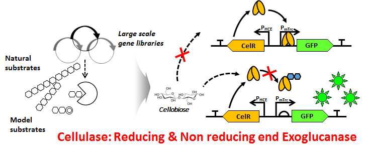 exo형 섬유소 분해효소 활성 감지를 위한 재설계 유전자회로 (CBGESS: CelloBiose induced Genetic Enzyme Screening System) 모식도, CelR: 셀로비오 스를 인지하여 하류의 리포터 단백질의 발현을 유도하는 전사 조절 단백질, PHCE: 전자 조절 단백질의 발현을 조절하는 프로모터, PmTrc: 전사 조절 단백질이 결합하 여 하류의 리포터 유전자의 발현을 유도하는 부위
