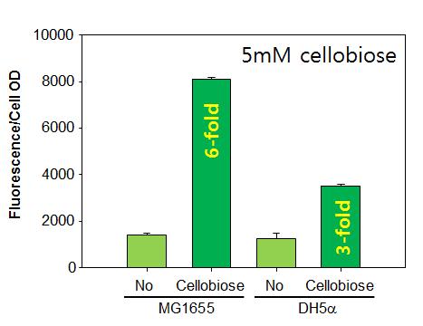 DH5α와 MG1655에서 셀로비오스에 의한 재설계 유전자회로 형광 반응 결과