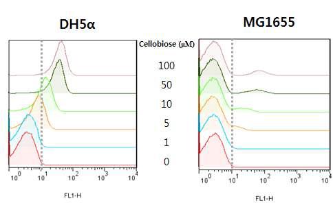 DH5α와 MG1655에서 셀로비오스 농도에 따른 재설계 유전자회로의 형광 측정 결과