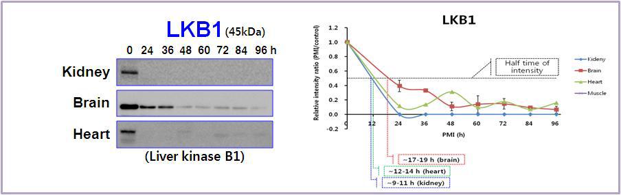 Expression pattern of LKB1 in rat tissues