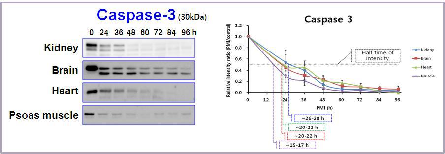 Expression pattern of Caspase-3 in rat tissues