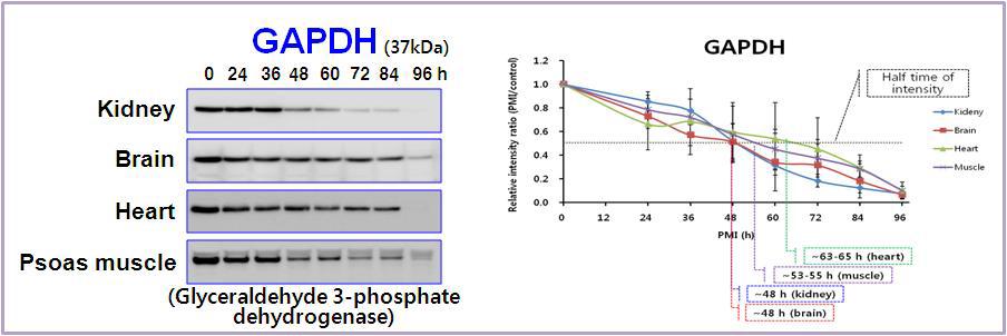 Expression pattern of GAPDH in rat tissues