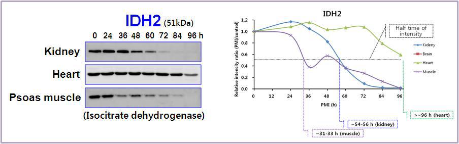 Expression pattern of IDH2 in rat tissues