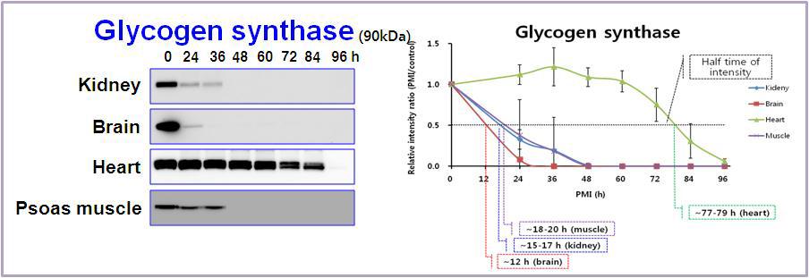 Expression pattern of glycogen synthase in rat tissues