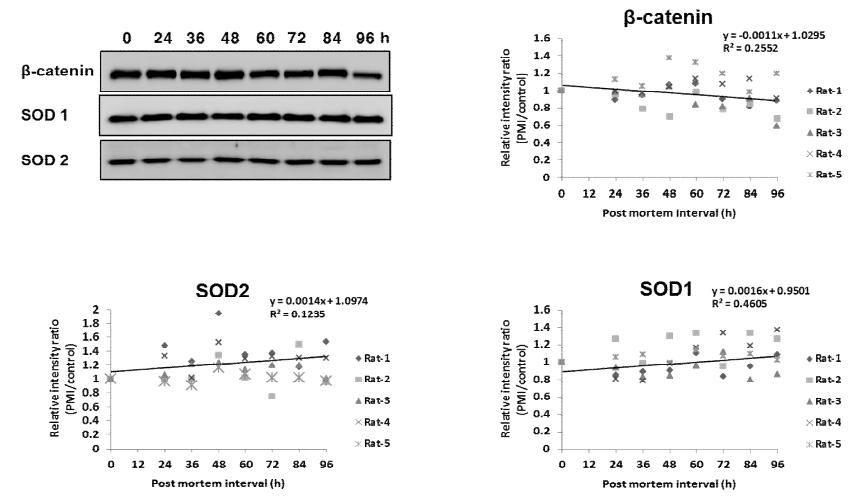 Expression pattern of β-catennin, SOD1 and SOD2 in rat tissues
