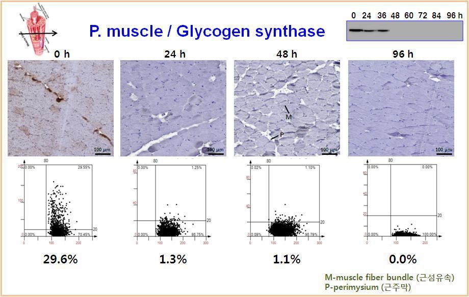 Expression pattern of glycogen synthase in rat psoas muscle using immunohistochemistry