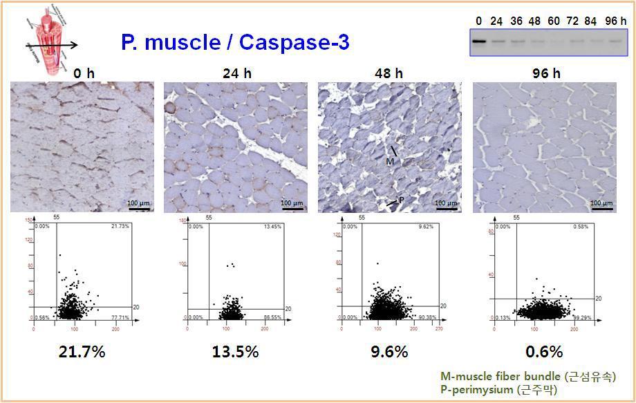 Expression pattern of Caspase-3 in rat psoas muscle using immunohistochemistry