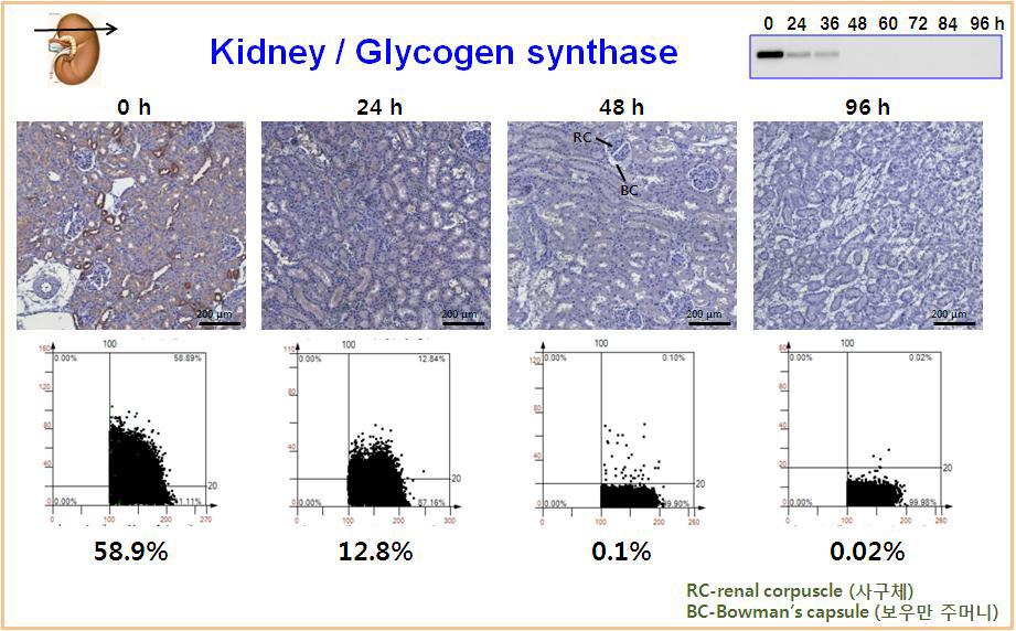 Expression pattern of glycogen synthase in rat kidney using immunohistochemistry