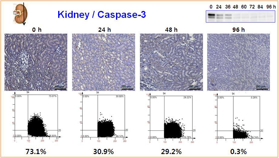 Expression pattern of caspase-3 in rat kidney using immunohistochemistry