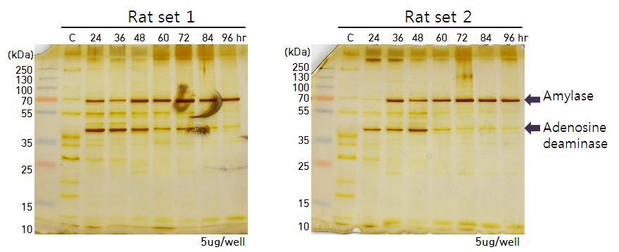 PMI-time course expression profiling of rat saliva proteins
