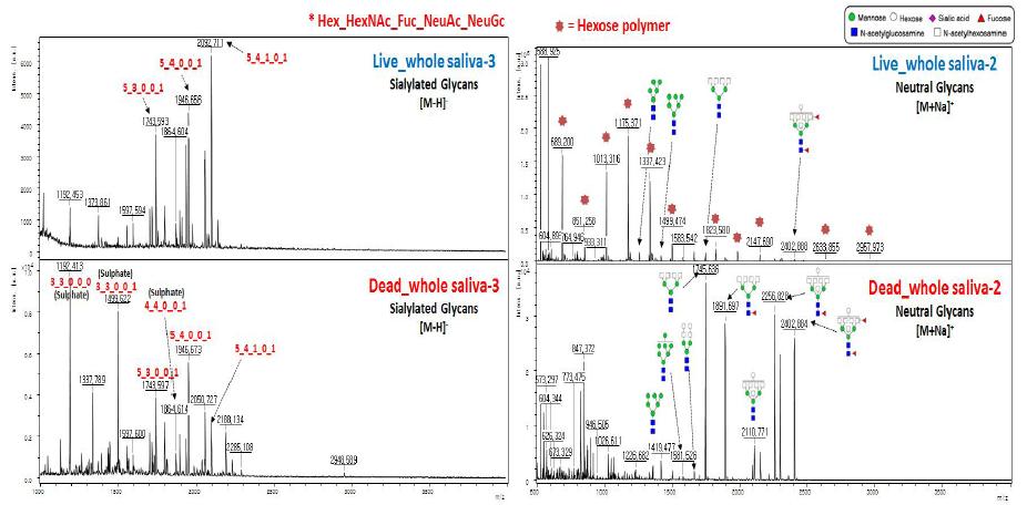 Comparison of neutral (leaft) and sialylated (right) saliva glycan profiles