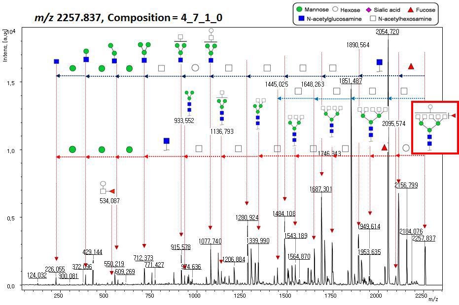 Structural elucidation of rat saliva glycans by tandem mass spectrometry