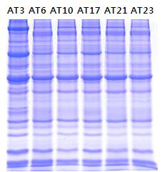 PMI-time course expression profiling of human heart proteins