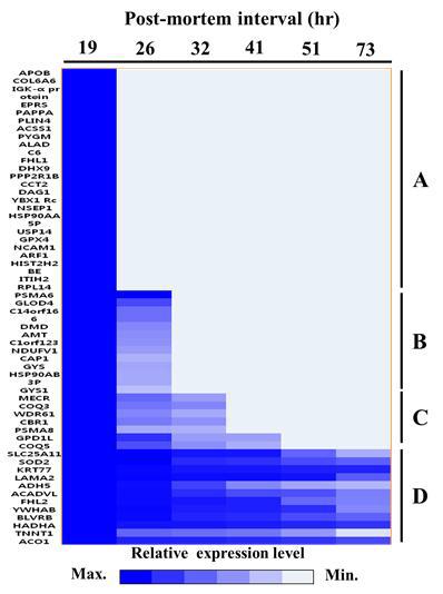 Heatmap analysis of human heart cadaver proteome post-mortem