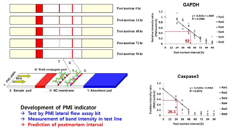 Concept of paper chip for the analysis of post-mortem interval