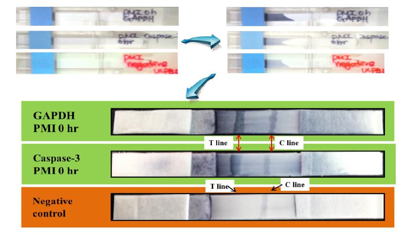 Analysis of paper chip for the analysis of post-mortem interval by lateral flow assay