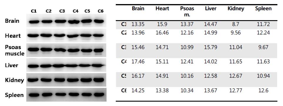 Control group of GAPDH in various organs