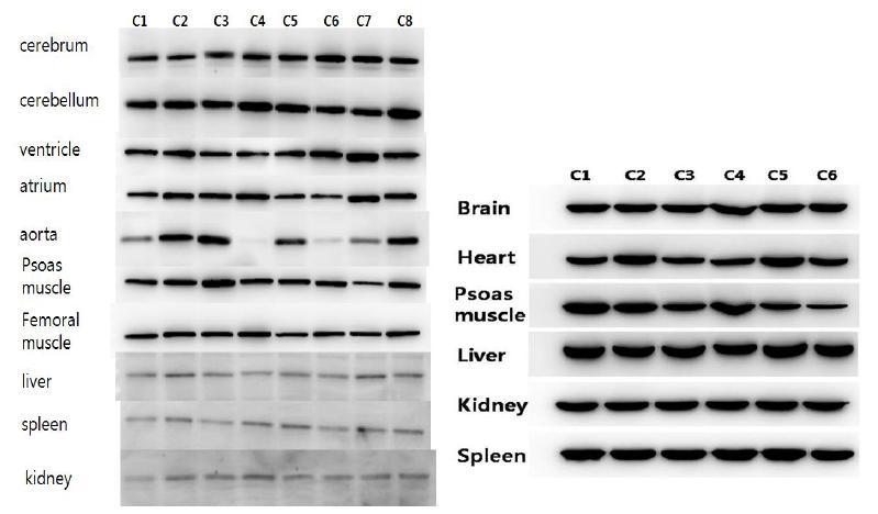 Individual variation of expression levels of glycogen synthase 1 (left) β-actin (right) in rat organs