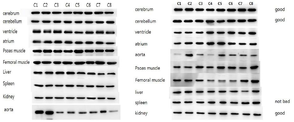 Individual variation of expression levels of GAPDH (left) and YHHAZ (right) in rat organs