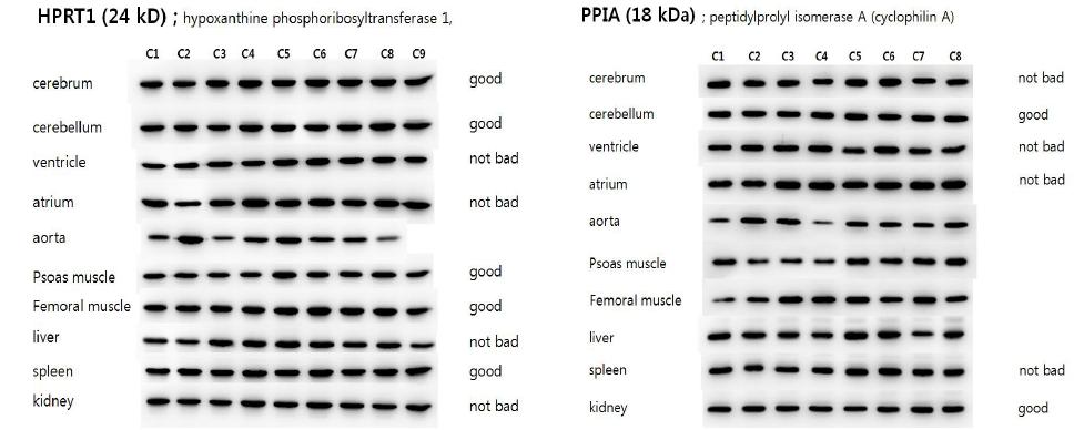 Individual variation of expression levels of HPRT1 (left) and PPIA (right) in rat organs