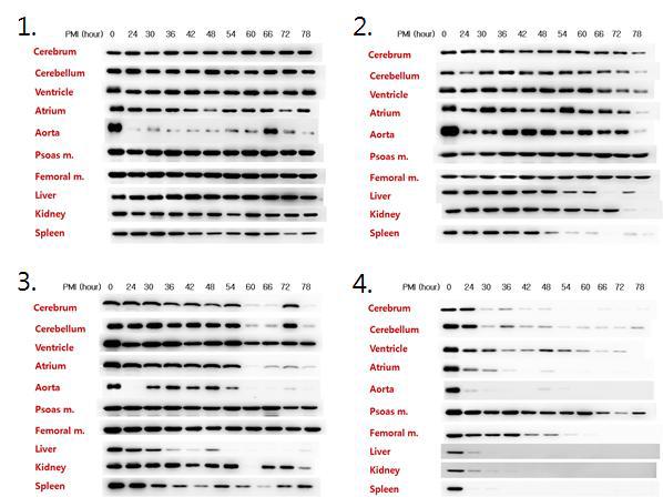 Expression patterns of GAPDH at different temperature in rat organs