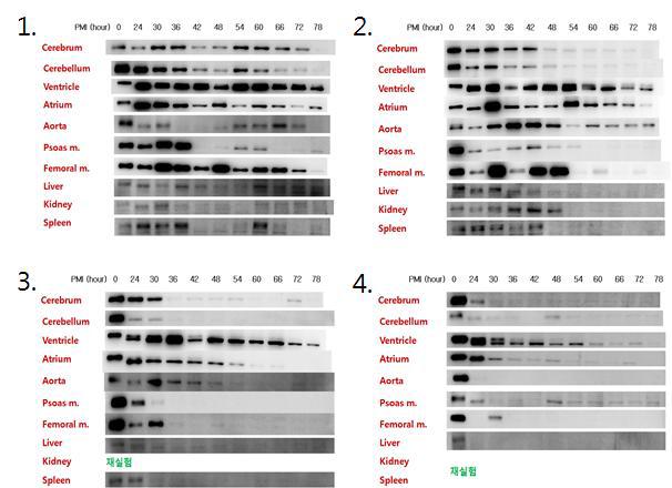 Expression patterns of glycogen synthase at different temperature in rat organs