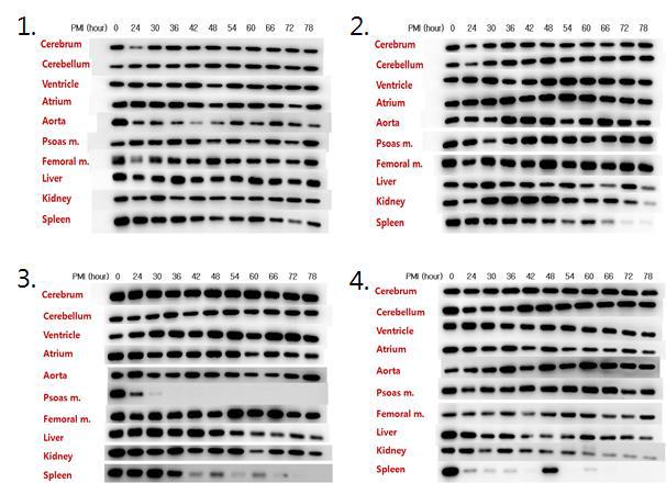 Expression patterns of HPRT1 at different temperature in rat organs