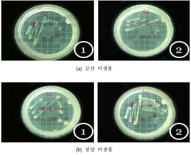 (a) 금산 및 (b) 청양지역 지하수에서 분리한 호기성 미생물