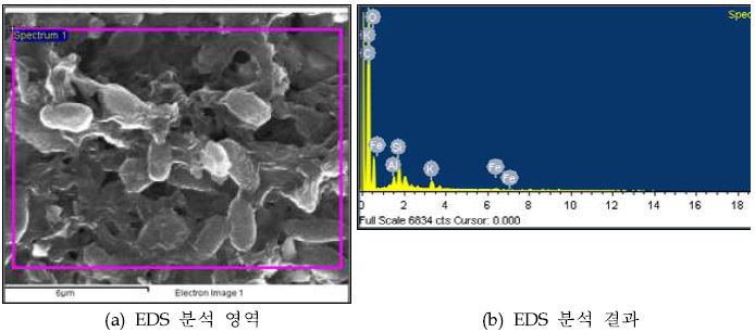철환원 배지에서 생성된 콜로이드의 SEM-EDS 분석 결과