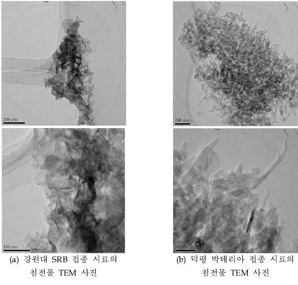 침전물의 TEM 관찰 결과