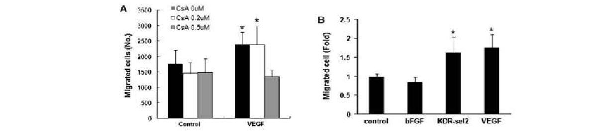 VEGF induces migration of valve endothelial cells in a calcineurin- and KDR- dependent manner.