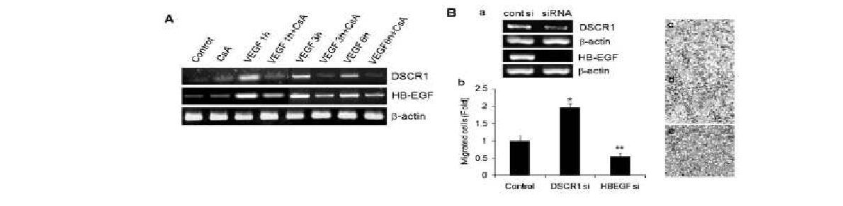 DSCR1 and HB-EGF induced by VEGF have opposite effects on cardiac valve endothelial cell migration.