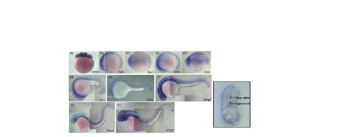 cyr61 expresses nervous system during zebrafish embryogenesis