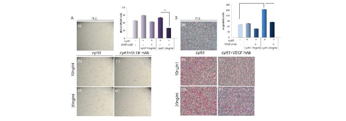 cyr61 increases angiogenic activites in ECs