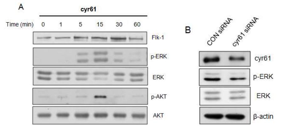 cyr61 stimulates VEGF-2-mediated signaling.