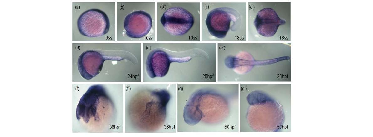 thymosin β4 was expressed in the heart region during zebrafish embryogenesis