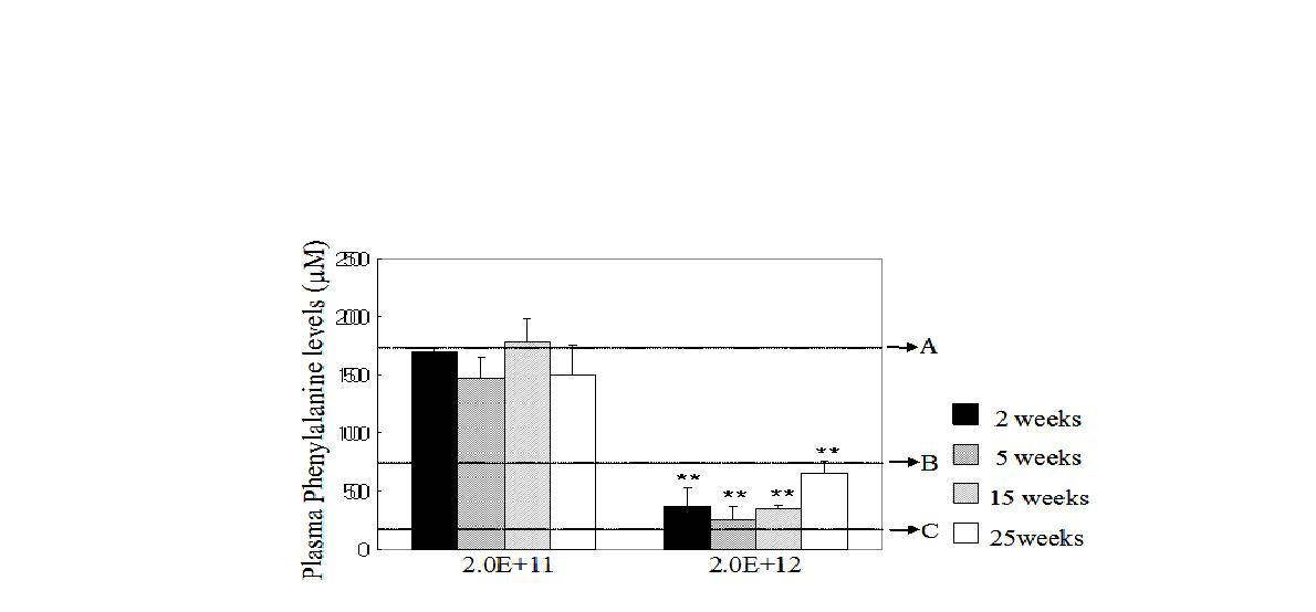 Plasma phenylalanine concentrations in Pahenu2 mice after AAV-hPAH treatment.