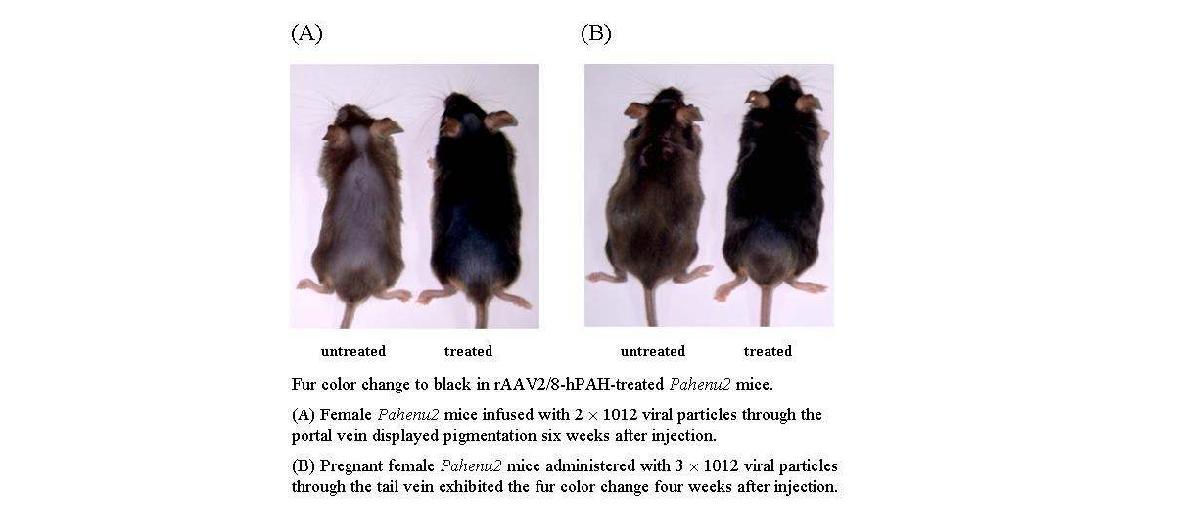 rAAV2/8-hPAH 전달 후의 female PKU mouse의 fur color change